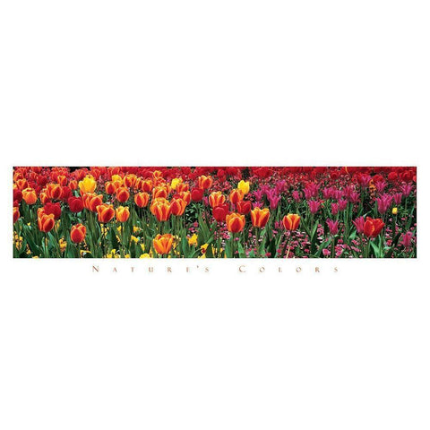 Tulips - Natures Colors Black Modern Wood Framed Art Print by Unknown