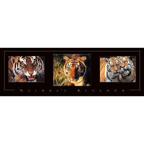 Tiger Tryp White Modern Wood Framed Art Print by Frontline