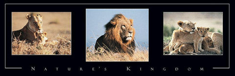 Lion Tryp White Modern Wood Framed Art Print with Double Matting by Unknown