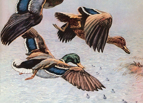 Sitting Ducks Black Ornate Wood Framed Art Print with Double Matting by Unknown