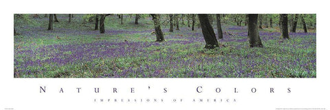 Natures Colors Purple Flowers White Modern Wood Framed Art Print with Double Matting by Unknown