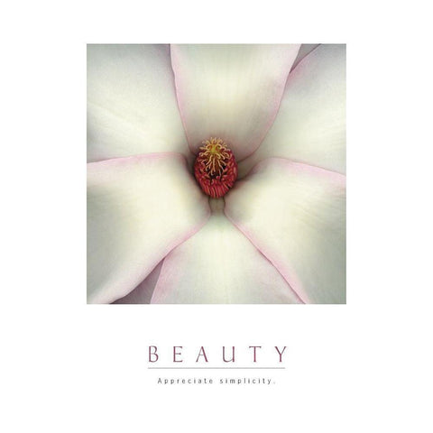 Beauty - White Magnolia White Modern Wood Framed Art Print by Unknown