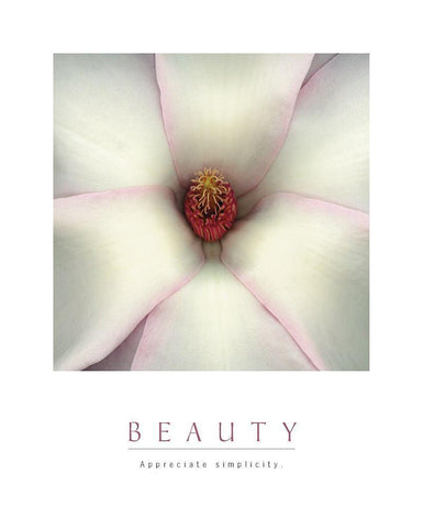 Beauty - White Magnolia White Modern Wood Framed Art Print with Double Matting by Unknown