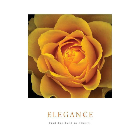 Elegance - Peach Rose Black Modern Wood Framed Art Print with Double Matting by Unknown