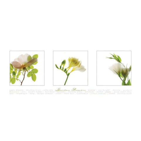 Garden Flowers IV White Modern Wood Framed Art Print by Frontline