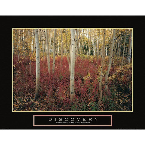 Discovery - Aspen Trees Gold Ornate Wood Framed Art Print with Double Matting by Frontline