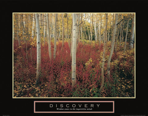 Discovery - Aspen Trees White Modern Wood Framed Art Print with Double Matting by Frontline