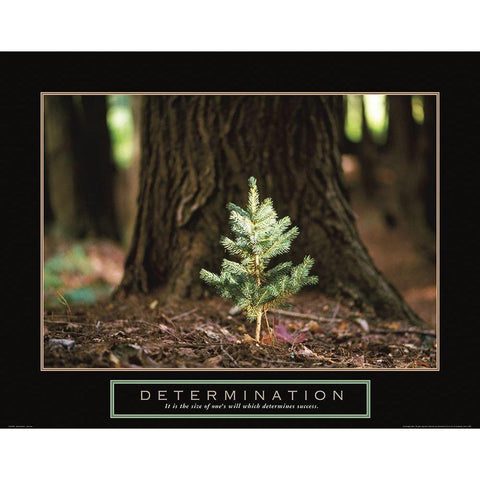 Determination - Little Pine Black Modern Wood Framed Art Print with Double Matting by Frontline