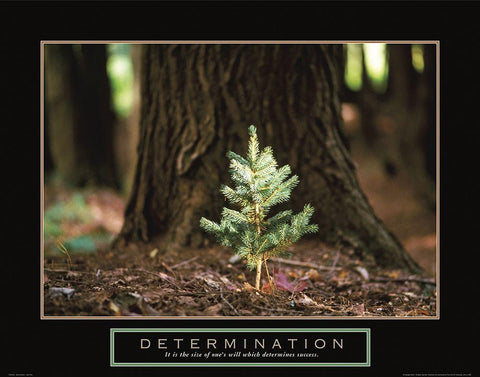 Determination - Little Pine White Modern Wood Framed Art Print with Double Matting by Frontline