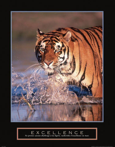 Excellence - Tiger White Modern Wood Framed Art Print with Double Matting by Frontline