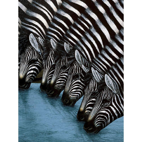 Zebra II White Modern Wood Framed Art Print by Unknown