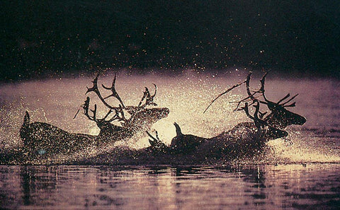 Reindeer Swim Black Ornate Wood Framed Art Print with Double Matting by Unknown