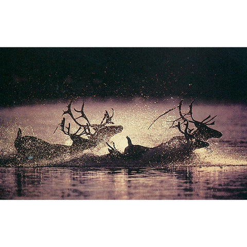 Reindeer Swim Black Modern Wood Framed Art Print with Double Matting by Unknown