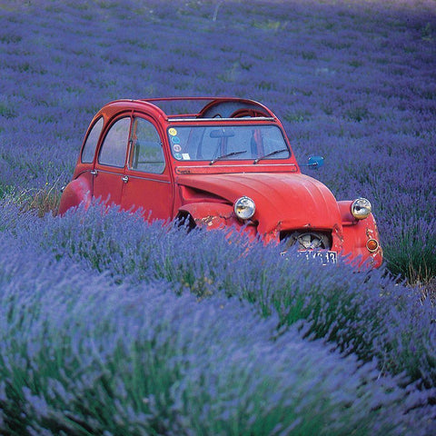 La 2 CV aux lavandes White Modern Wood Framed Art Print by Lautier, Julien