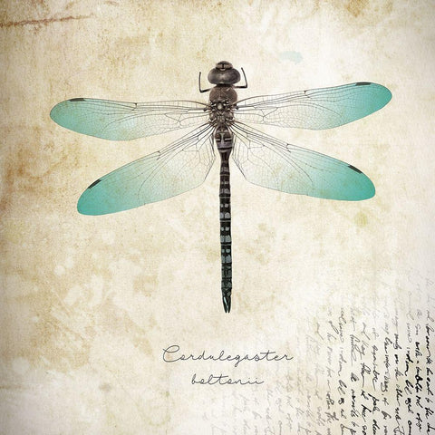 Cardulegaster baltanii Black Ornate Wood Framed Art Print with Double Matting by Braun Studio