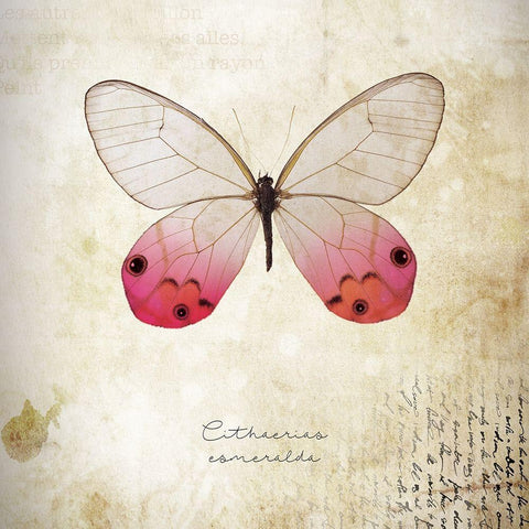 Cithaerias Coneralda Black Modern Wood Framed Art Print with Double Matting by Braun Studio