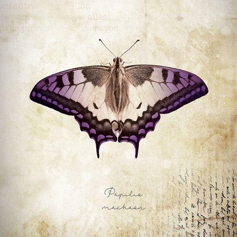 Papilia Nachaar Black Modern Wood Framed Art Print by Braun Studio