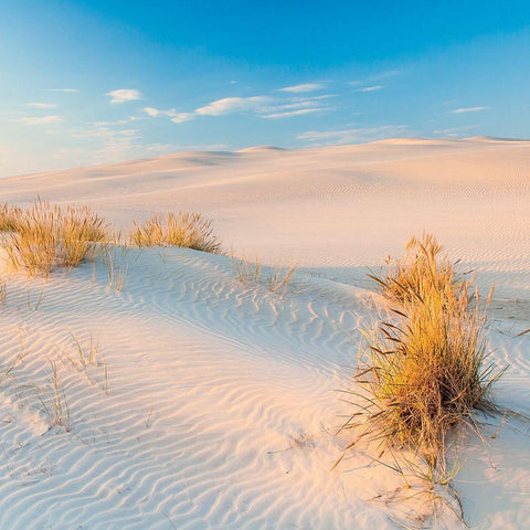 Seigle de Mer White Modern Wood Framed Art Print with Double Matting by Braun Studio