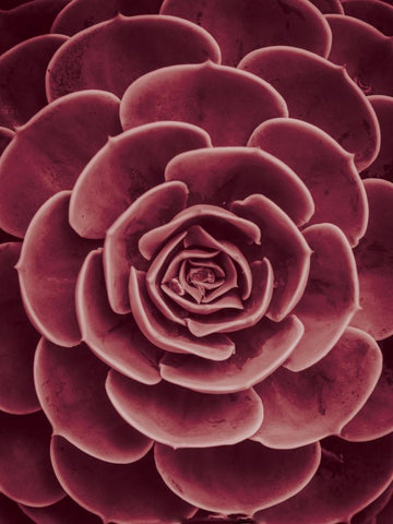 Cactus flower Black Ornate Wood Framed Art Print with Double Matting by Braun Studio