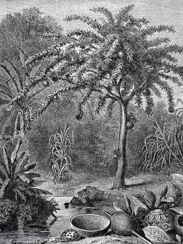 Arbre Black Ornate Wood Framed Art Print with Double Matting by BRAUN Studio