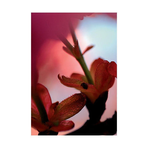 Prunus 3 White Modern Wood Framed Art Print by Ayrault, Marc