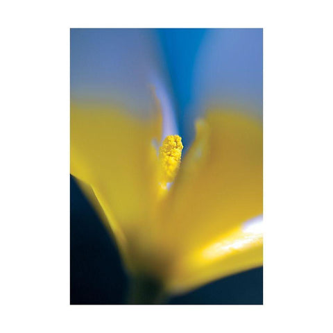 Tulipe 3 White Modern Wood Framed Art Print by Ayrault, Marc