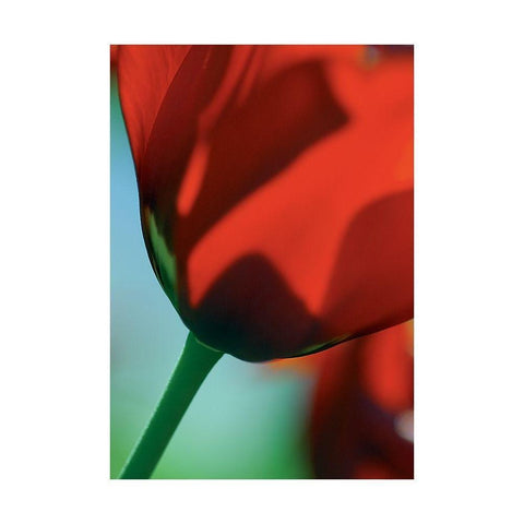 Tulipe 4 White Modern Wood Framed Art Print by Ayrault, Marc