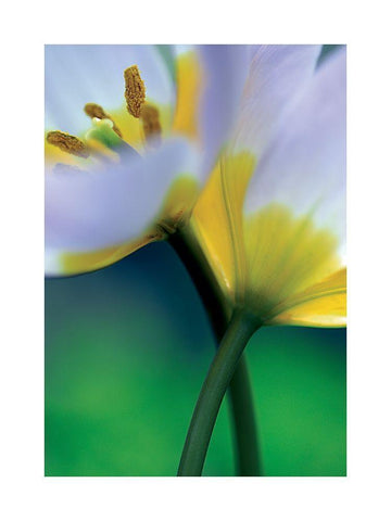 Tulipe 7 White Modern Wood Framed Art Print with Double Matting by Ayrault, Marc