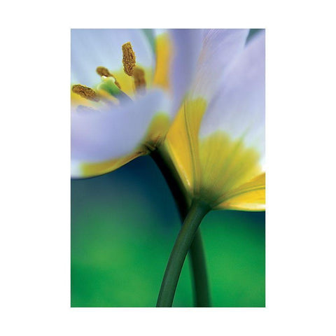 Tulipe 7 White Modern Wood Framed Art Print by Ayrault, Marc