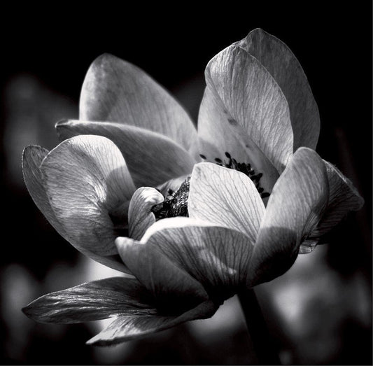 Image Only
