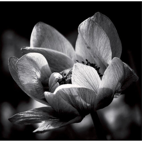 Spring dream Black Modern Wood Framed Art Print with Double Matting by Mercier, Bruno