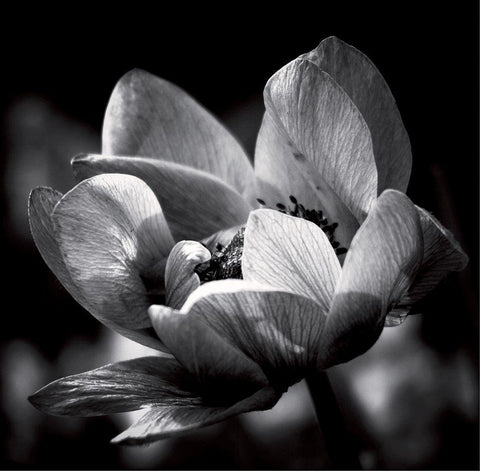 Spring dream White Modern Wood Framed Art Print with Double Matting by Mercier, Bruno