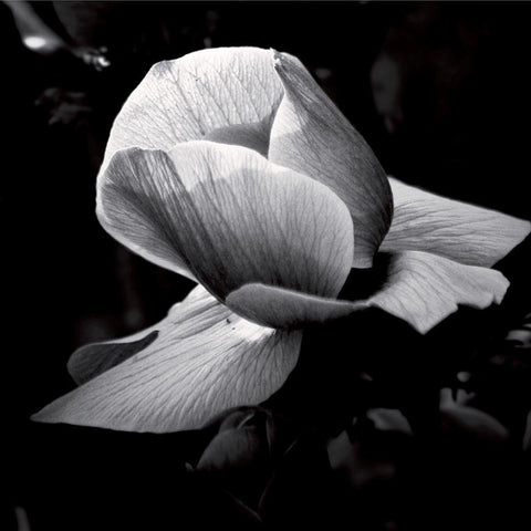 Springfield Black Modern Wood Framed Art Print with Double Matting by Mercier, Bruno