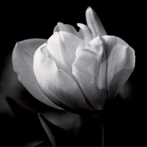 Morning caress Gold Ornate Wood Framed Art Print with Double Matting by Mercier, Bruno