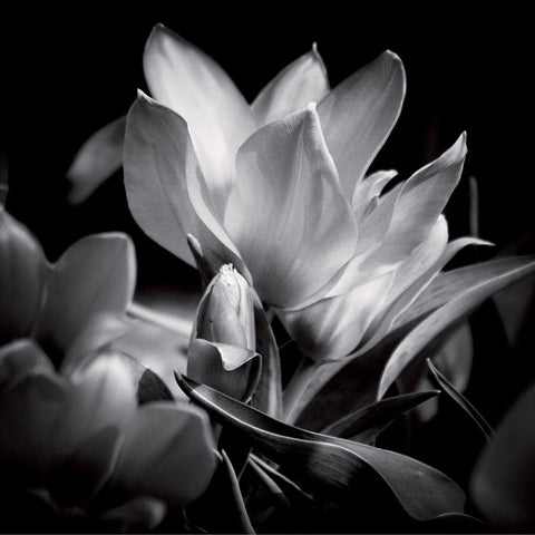 Opening Gold Ornate Wood Framed Art Print with Double Matting by Mercier, Bruno