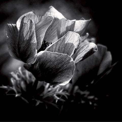 Looking for the light Black Modern Wood Framed Art Print with Double Matting by Mercier, Bruno