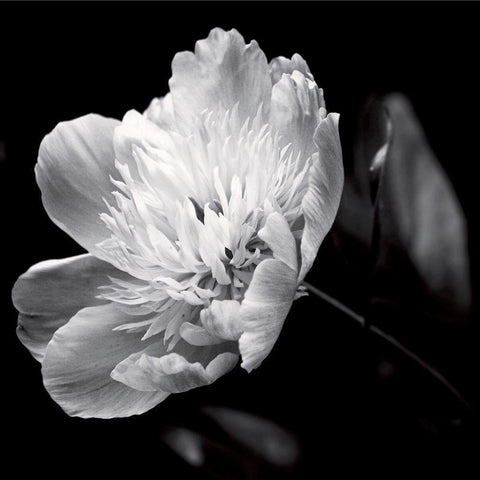 Dance on a volcano Black Modern Wood Framed Art Print by Mercier, Bruno