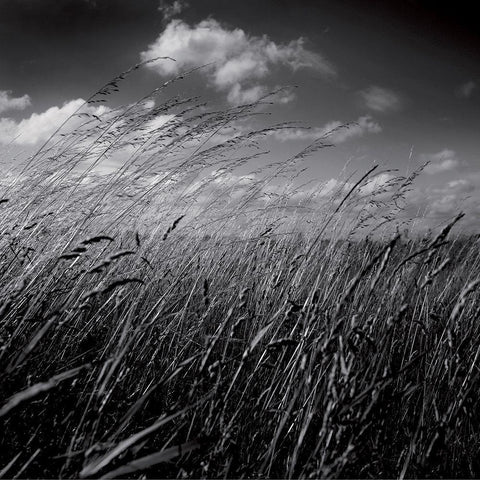 La clef des champs II Gold Ornate Wood Framed Art Print with Double Matting by de Lattre, Pascal