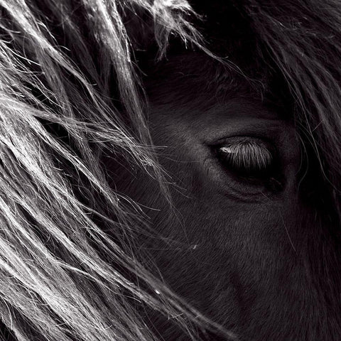 Honey poney White Modern Wood Framed Art Print by de Lattre, Pascal