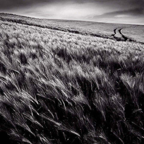 Dans le sens des epis Gold Ornate Wood Framed Art Print with Double Matting by de Lattre, Pascal