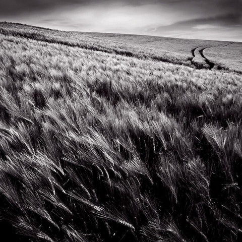 Dans le sens des epis White Modern Wood Framed Art Print with Double Matting by de Lattre, Pascal