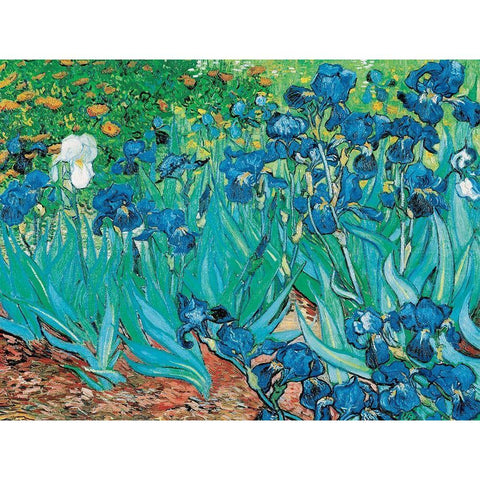 Iris White Modern Wood Framed Art Print by van Gogh, Vincent