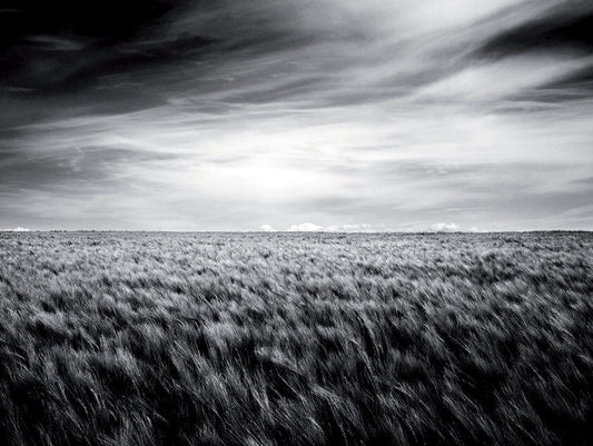 Image Only