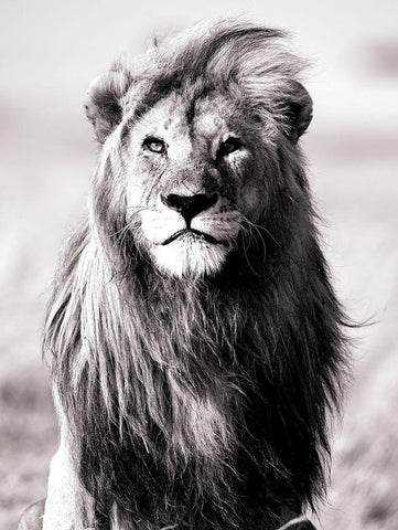 Majesty Black Ornate Wood Framed Art Print with Double Matting by Blonde Attitude