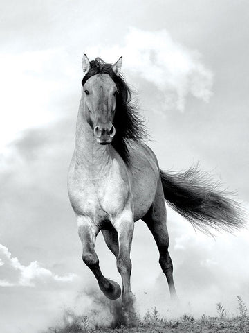 CriniÃ¨re au Vent White Modern Wood Framed Art Print with Double Matting by Blonde Attitude