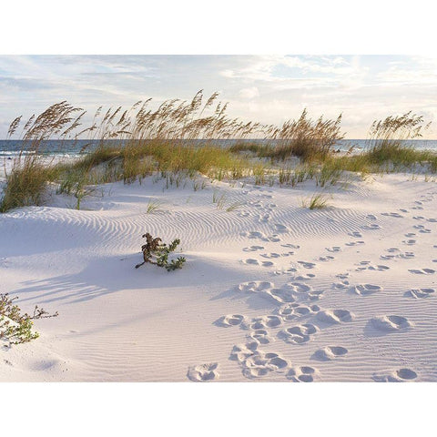 Plage 11 White Modern Wood Framed Art Print by Braun Studio