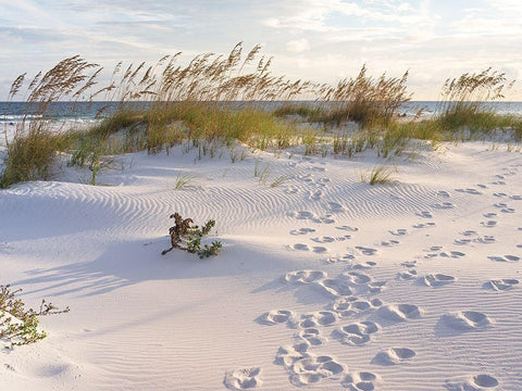 Plage 11 White Modern Wood Framed Art Print with Double Matting by Braun Studio