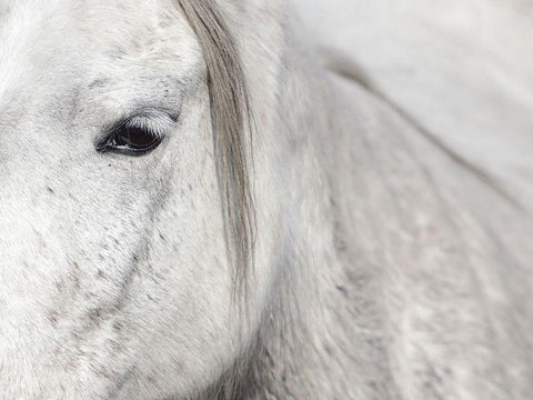 Crin Blanc 1 White Modern Wood Framed Art Print with Double Matting by Braun Studio