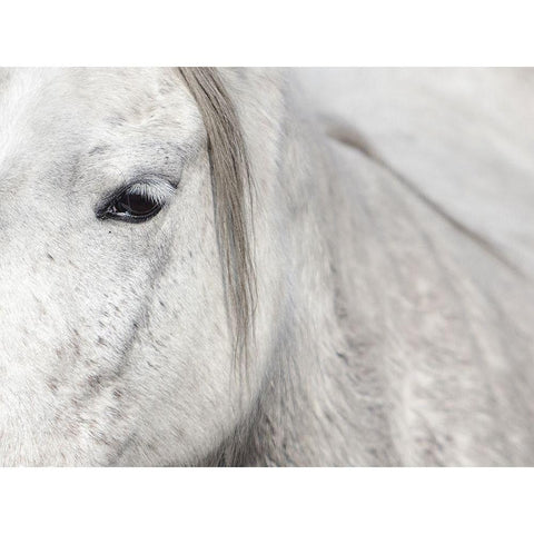 Crin Blanc 1 Black Modern Wood Framed Art Print by Braun Studio