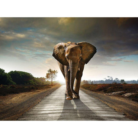 Majestic Black Modern Wood Framed Art Print with Double Matting by Braun Studio